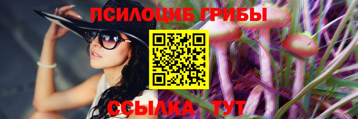 Галлюциногенные грибы Psilocybe Южноуральск